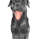 Labrador . Watercolor Painting project by Megg Oscco - 05.08.2020