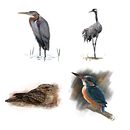 European Breeding Birds Atlas. Een project van Traditionele illustratie y Digitale illustratie van Javier Lázaro - 13.05.2018