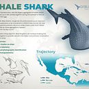 Mi Proyecto del curso: Ilustración naturalista del Tiburón-ballena. Een project van Traditionele illustratie van Alpha Reyes - 14.05.2020