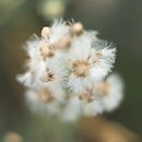 Macrofotgrafía. Een project van Artistieke fotografie van José C. Pino - 15.05.2020
