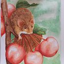 Harvest mouse. Un progetto di Illustrazione tradizionale, Pittura e Pittura ad acquerello di Sara Boido - 16.05.2020