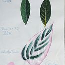 Meu projeto do curso: Pintura botânica com acrílico . Pictură acrilică de Angela R Custodio - 05.20.2020