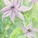 My project in Negative Watercolor Painting for Botanical Illustration course. Un projet de Aquarelle de Victoria Dunsmore - 21.05.2020