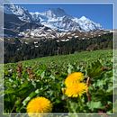 Mi Proyecto del curso: Fin de semana en la granja "Grindelwald". Video project by Alin Martinez - 05.22.2020