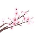 Meu projeto do curso: Ilustração em aquarela com influência japonesa Ein Projekt aus dem Bereich Aquarellmalerei von Déa Shirado - 24.05.2020