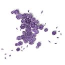 In Trails of Lilac. Un progetto di Illustrazione botanica e Illustrazione digitale di saikeerthana15 - 24.05.2020