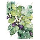 Fig tree.Watercolor/ink. Een project van  Artistieke tekening,  Botanische illustratie,  Tekening, Traditionele illustratie,  Illustratie met inkt, Schilderij, Patroonontwerp y Aquarelschilderen van Iryna Mushkarova - 30.05.2019