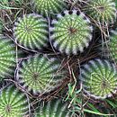 CONFINAMIENTO VERDE  Ein Projekt aus dem Bereich Fotografische Komposition und Smartphonefotografie von confaldas - 01.06.2020