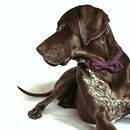 Mi Proyecto del curso: Introducción a la fotografía de perros Ein Projekt aus dem Bereich Kreativität von Marina RPL - 02.06.2020
