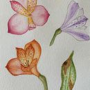Mi Proyecto del curso: Ilustración botánica con acuarela. Projekt z dziedziny R i sunek botaniczn użytkownika Mar Liu - 03.06.2020