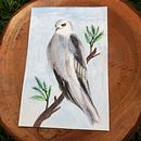 White-tailed Kite. Un projet de Aquarelle de Yidiana Zayas Rivera - 04.06.2020