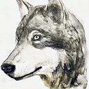 My project in Experimental Watercolor Techniques for Beginners course . Pictură în acuarelă de Maria Protodyakonova - 06.05.2020