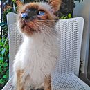 Mi Proyecto del curso: Fotografía y composición para Instagram. Un proyecto de Composición fotográfica y Fotografía para Instagram de Génesis Rubio - 12.06.2020