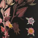 Florecitas de la Echeverria Imbricata Blue. Een project van  Botanische illustratie van Catalina Osorio - 06.06.2020