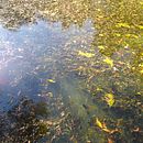 Fotografías: Color natural Ein Projekt aus dem Bereich Fotografie, Smartphonefotografie, Traditionelle Illustration, Illustration mit Tinte und Social Media von Karla Montoya - 07.06.2020