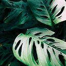 Hojas en perspectiva. Fotografia com celular projeto de Ximena Ramírez Rojas - 07.06.2020