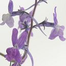 Fotografía flores. Projekt z dziedziny Fotografia użytkownika Susana Gomez-Bascuñana Delgado - 07.06.2020
