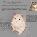 Ilustración naturalista de animales con Procreate: Syrian Hamster. Ilustração digital projeto de Alexa Gomes - 08.06.2020