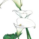 Cala. Un proyecto de Dibujo a lápiz e Ilustración botánica de Yuki Eiscreme - 04.01.2016