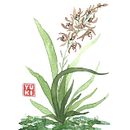 Flores Sumi-e: Ilustración en acuarela con influencia japonesa. Un proyecto de Ilustración botánica y Pintura a la acuarela de Yuki Eiscreme - 08.06.2020