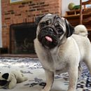 Mi Proyecto del curso: Técnicas narrativas para libros infantiles  . Pendidikan proyek oleh Lourdes Estela Chang Coronado - 06.21.2020