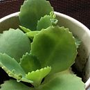 Kikis’ jungle project . % kiki ng tarafından hazırlanan Mobil Fotoğrafçılık projesi - 09.12.2020