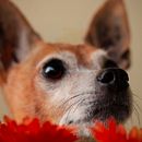 Mi Proyecto del curso: Fotografía de Perros. Un projet de Composition photographique, Photographie , et Photographie de portrait de Alexia Herrera Yanguas - 17.06.2020