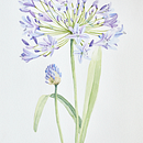 flor en acuarela. Un proyecto de Ilustración botánica y Pintura a la acuarela de Laura Alonso - 23.06.2020