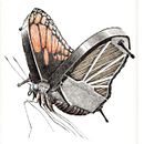 Animal music. Drawing project by Redmer Hoekstra - 06.26.2020