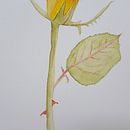 My project in Botanical Illustration with Watercolors course . % Georgina Brooke tarafından hazırlanan Sulubo, Ve a Resim projesi - 06.27.2020