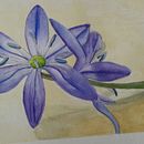 My project in Botanical Watercolor Sketchbook course. Un projet de Illustration botanique de jechon7 - 27.06.2020