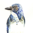 California Scrub Jay - Watercolor. Een project van Aquarelschilderen van Chelsea Avery - 25.05.2020