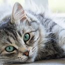 Mr. Otis, un gato contento. Marketing project by Lourdes Sanchez - 06.28.2020