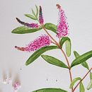 Project: Botanical Watercolor Sketchbook course Ein Projekt aus dem Bereich Werbung, Kreativität, Bildung, Traditionelle Illustration, Verpackung, Fotografie und Aquarellmalerei von Fatima Schulz - 04.07.2020