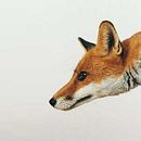 Fox Geo exploration. Un proyecto de Br, ing e Identidad y Desarrollo Web de Borja González-Orus - 08.07.2020