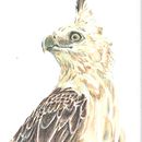 Halcon Dorado, Conejito, Carpitero libelula y Veta . Desain proyek oleh Alejandro Juárez - 07.01.2020