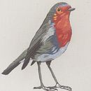 Meu Robin!!!. Projekt z dziedziny  Haft użytkownika Telma Camargo - 12.07.2020