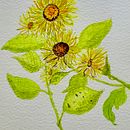 My project in Botanical Watercolor Sketchbook course. Un proyecto de Ilustración botánica de jacqui_hey - 21.08.2020
