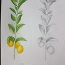 Lemons. Een project van Aquarelschilderen y Traditionele illustratie van Heike - 16.07.2020
