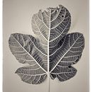 Cuaderno de campo:  Serie fotográfica "Natura Genetrix" . % Manuel Pérez Báñez tarafından hazırlanan Fotoğrafçılık, Güzel Sanatlar Fotoğrafçılığı, Ve Dijital Fotoğrafçılık projesi - 07.23.2020