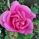 Rose eternity. Un projet de Direction artistique de Liana Latypova - 25.07.2020