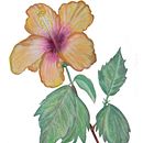 Flor Hibiscus de mi jardín caleño. Een project van Aquarelschilderen van Alejandro Soto - 27.07.2020