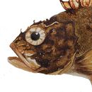 Ilustraciones. Un progetto di 3D e Illustrazione tradizionale di Ruth Escobar Arranz - 28.07.2020