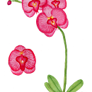 Proyecto y prácticas de Acualera Botánica . Ilustrație botanică de Adriana Testa - 07.28.2020