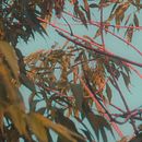 EXPERIENCIA  . % ozmadridtv tarafından hazırlanan Fotoğrafçılık projesi - 08.04.2020