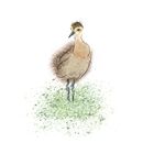 Curlew Chick. Artistic Drawing, Digital Drawing, Digital Illustration, Digital Painting, Drawing, Traditional illustration, and Watercolor Painting project by freja - 08.05.2020