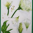 My project in Botanical Illustration with Watercolors course. Un projet de Illustration botanique , et Aquarelle de carolina_c - 06.08.2020