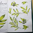 Mi Proyecto del curso: Cuaderno botánico en acuarela Ein Projekt aus dem Bereich Sketchbook von liliandrearuiz - 08.08.2020
