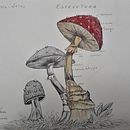 Mi Proyecto del curso: Cuaderno botánico en acuarela. Een project van  Botanische illustratie van Martha Leticia Aguilar Ortiz - 10.08.2020
