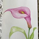 Mi Proyecto del curso: Ilustración botánica con acuarela. Ilustração tradicional, Artes plásticas, Pintura, Desenho, Pintura em aquarela e Ilustração botânica projeto de Sira Worling - 23.02.2022